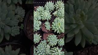 sedum seculents nursery 🪷🍁🌵 [upl. by Nylave]