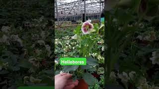 Hemerocallis Hellebores and Liriope liriope horticulture hemerocallis hellebores shortvideo [upl. by Enelad]