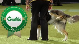 Oh Dear Crufts 2017 Fails and Bloopers [upl. by Neiluj]