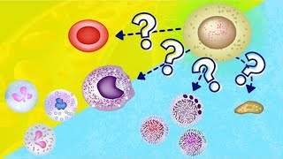 Hemopoiesis  Hematopoiesis  How Blood is Made [upl. by Aniroz]