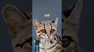 The Most Dangerous CAT facts shorts cat [upl. by Lexi]