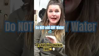 Dry Hatching Chickens Eggs 🥚☀️What Is A Dry Hatch How Is IT Done🐣 Shorts [upl. by Tur]