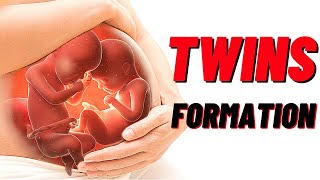 How Twins Are Formed In Humans Animation Identical and Fraternal Twins [upl. by Westleigh447]