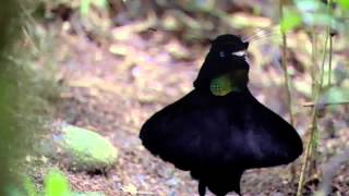 BBC Planet Earth  Birds of Paradise Mating Dance Remix [upl. by Forlini76]