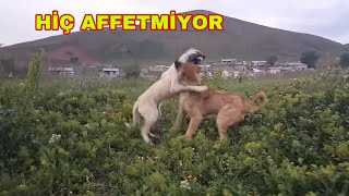 KÖPEK ÇENESİNİ AÇAMADIĞI HALDE HİÇ AFFETMİYOR  ETİNE YAKLAŞTIRMADI [upl. by Aracaj]