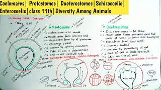 Coelomates Protostomes DueterostomesSchizocoelic Enterocoelicclass 11thDiversity Among Animals [upl. by Carmela]