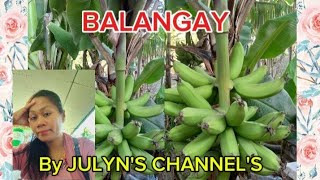 SAGING BALANGAYISTAMPELKO [upl. by Lidah]