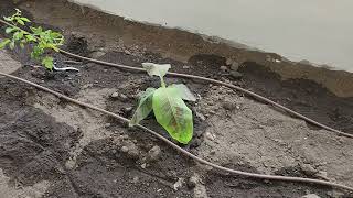 greywater plant tour earthship gozadera [upl. by Augustus]