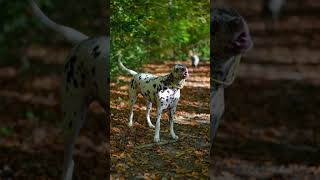 Sony ZVE1  Zeiss 55mm 18 Slow Motion Action shortsviral shorts short dalmatiandog [upl. by Hobbs]