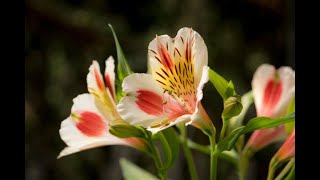 Alstroemeria Part 2  Process of Planting Growing and Harvesting [upl. by Cilo]