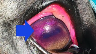 Corneal ulcer visualization by Rose bengal 🐎 🐴 Úlcera da córnea 🐴 Úlcera corneal 🐴 Ulcera corneale [upl. by Rogerio]