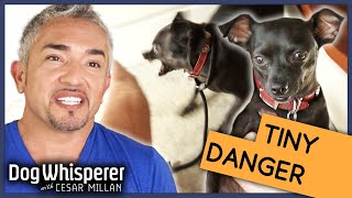 Cesar Millan vs Insecure Biting Dog  Season 9 Episode 11  Dog Whisperer [upl. by Ytsirhc]