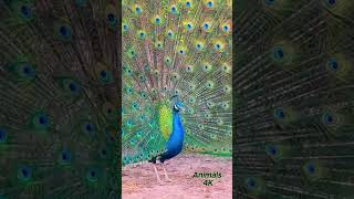 peacock bird morning sounds birds peacocks peacocksound [upl. by Oreste]