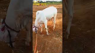 akheto kholo swami bull bailgadasharyat ytshorts [upl. by Chellman]