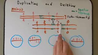 Chromosomal Deletions and Duplications [upl. by Ytirahc]