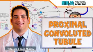 Renal  Proximal Convoluted Tubule [upl. by Naldo]