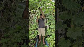 The Largest Rampicante Zucchini I Have Ever Grown The Weight Shocked Me💯🤯  DHBG [upl. by Matthus]