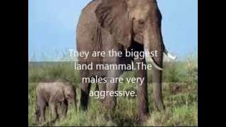 Top 10 most dangerous animals in Africa [upl. by Aon]