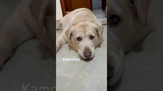 Kya bola be…😠🦮funny labrador dog 2024 [upl. by Leacock]