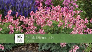 Dicentra Pink Diamonds  Walters Gardens [upl. by Tarton913]