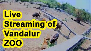 Vandalur Zoo Live Steaming Video  Vandalur Zoo all animals video [upl. by Nnayllek]