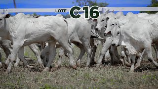 LOTE C16 [upl. by Lemrej204]