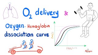 OxygenHemoglobin Dissociation Curve  Oxygen Transport to Tissue  Respiratory Physiology [upl. by Ahsenrat]