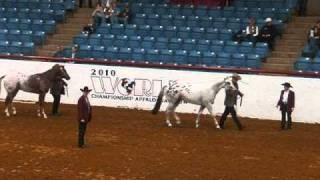 Yearling Colts 2010 Appaloosa Worldswmv [upl. by Annaeerb]