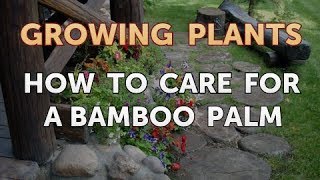 How to Care for a Bamboo Palm [upl. by Lindholm]