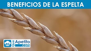 8 Propiedades y Beneficios de la ESPELTA 🌾✅  QueApetito [upl. by Handel90]