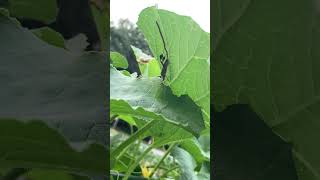 Leaf footed bug laying eggs [upl. by Garber]