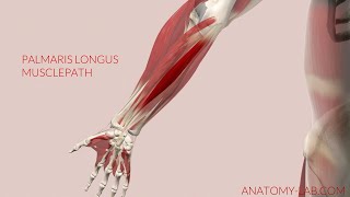 Palmaris Longus Musclepath 3D Animation [upl. by Arim713]