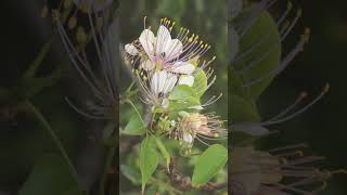 🌹¹⁶☆•⁵ Varuna Crateva adansonii subsp odora in Caper Family Capparaceae [upl. by Nallac]