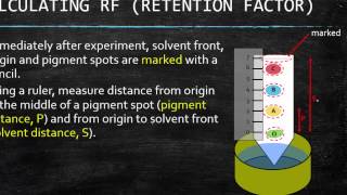 GR 12 Chromatography For Photosynthesis Science Tutorial Video [upl. by Anirahtak]