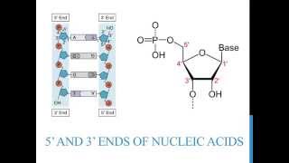 5 3 ends of DNA and RNA [upl. by Oringa307]