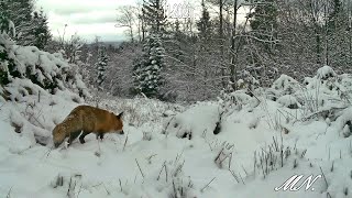 Żbik wilk jenot i lisek na jednej ścieżce [upl. by Kire743]