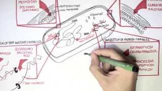 Microbiology  Antibiotics Mechanisms of Action [upl. by Adnawed331]