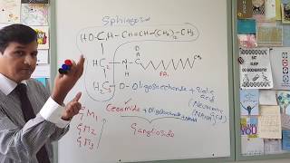 Membrane Lipids  Glycerophospholipids and Sphingolipids [upl. by Rayna958]