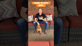 How to Pick the Right Puppy dogtraining dogtrainer dogtrainingtips [upl. by Pinter]