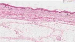 Shotgun Histology Introduction [upl. by Ennayhc]