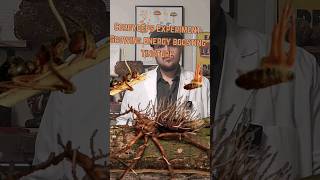 Cordyceps Nutrient Broth Recipe for Growth Inoculation Experiment Cordyceps Mycology Inoculate [upl. by Ecinrev]