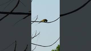 Asian green beeeater bird on a tree💚🐦🌳 [upl. by Haughay]