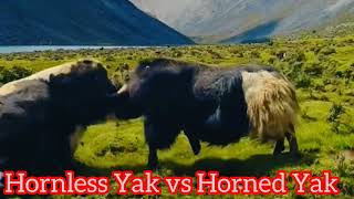 Hornless Yak vs Horned Yak l Yak Breed l ViralYak facts viral [upl. by Retse]