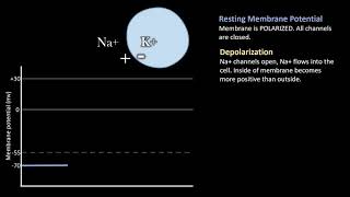 Depolarization vs Repolarization Action Potentials [upl. by Clapper]