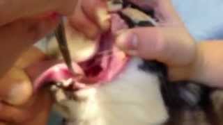 Removing Grass Blade From A Cats NoseThroat [upl. by Ashby]