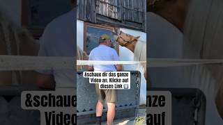 Hengst deckt Stute Ganzes Video ist verlinkt pferd reiten pony horse bayern pferde hafi [upl. by Aratal]