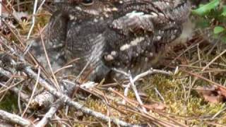 Engoulevents deurope  Caprimulgus europaeus  European Nightjar [upl. by Hauge]