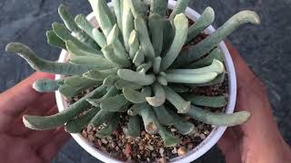 SENECIO SCAPOSUS  SILVER CORAL  SUCCULENT CARE TIPS [upl. by Robbins314]