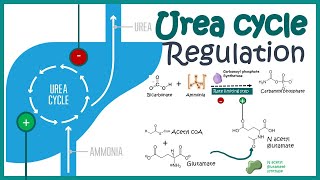 Regulation of the Urea cycle [upl. by Aihsilef]