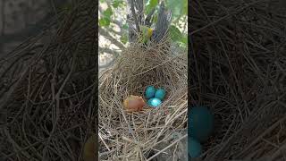 Cuckoo bird baby out of the nest P 1 short viralvideo shortsvideo [upl. by Natka226]